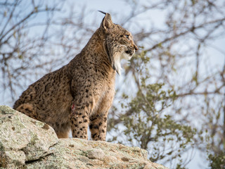 Naklejka na ściany i meble Iberian lynx ( Lynx pardinus ) standing on a rock