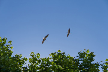Dos cigüeñas volando en el cielo, por encima de la copa de los arboles 