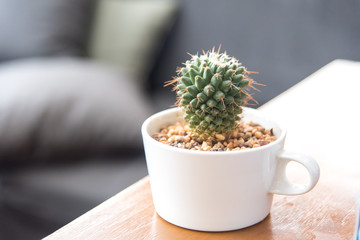 cute cactus in white coffee cup