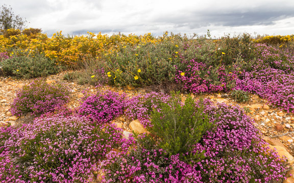 Brezos y arbustos florecidos en colores rosa o malva y amarillo 