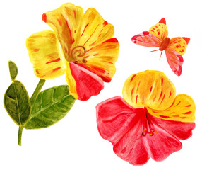 Watercolor illustration of pink and yellow hibiscus flowers and butterfly