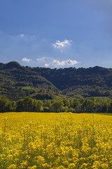 Rapeseed field with blue sky