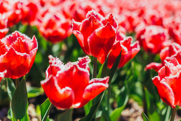 Red tulips with beautiful bouquet background.