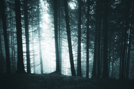 Fototapeta dark pine tree forest
