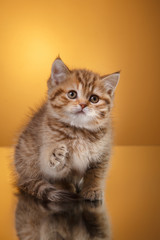 Scottish kitten, portrait kitten on a studio color background