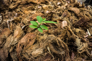 a little custard apple tree among coir as background