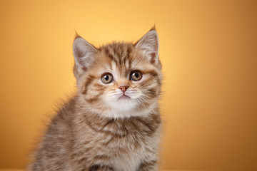 Fototapeta na wymiar Scottish kitten, portrait kitten on a studio color background