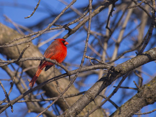 Red Cardinal male on a branch