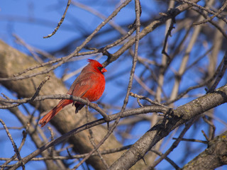 Red Cardinal male on a branch