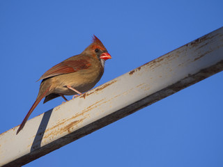 Cardinal female