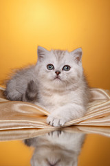 Scottish kitten, portrait kitten on a studio color background