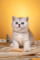 Scottish kitten, portrait kitten on a studio color background