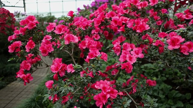 Stone Path Near a Large Bush of Pink Azalea Flowers in Greenhouse