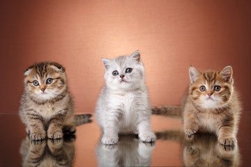 Scottish kitten, portrait kitten on a studio color background