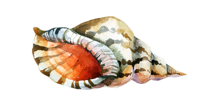 Watercolor Shell
