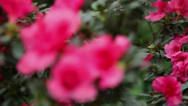 Leafed Branches of Azaleas With Big Pink Flowers Focus Change