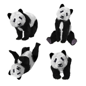 Illustration of a baby panda bear in various poses on a white background. 3d rendering