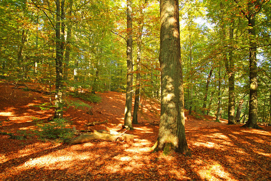Herbstwald