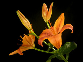 Asiatic lily