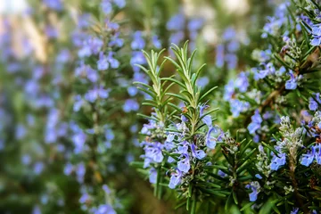 Foto op Plexiglas Aroma blossoming rosemary plants in the herb garden