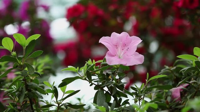 Lone Light Pink Azalea Flower Among Small Leaves on Background of Different Colors