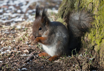 Naklejka na ściany i meble Furry squirrel sitting eating a nut