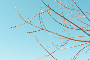 Beautiful pussy willow flowers branches on blue sky background