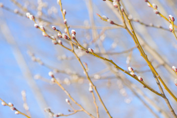 Beautiful pussy willow flowers branches on blue sky background