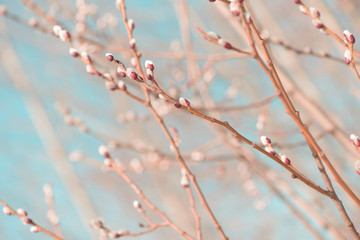 Beautiful pussy willow flowers branches on blue sky background - obrazy, fototapety, plakaty