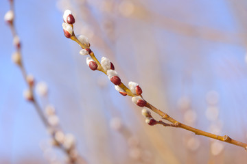 Beautiful pussy willow flowers branches on blue sky background