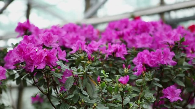 Bush With Lots of Purple Azaleas of Flowers on a Background of Overlapping and Greenhouses Windows