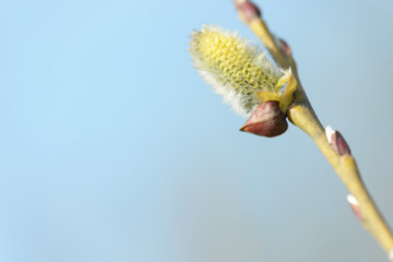 Beautiful pussy willow flowers branches on blue sky background