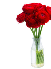 red ranunculus flowers