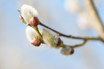 Beautiful pussy willow flowers branches on blurred natural background