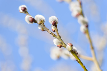 Beautiful pussy willow flowers branches on blue sky background