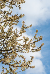Pussy willow against blue sky