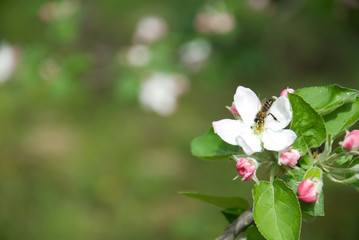 Beekeeping in the garden. A bee collects nectar on a blossoming apricot branch.