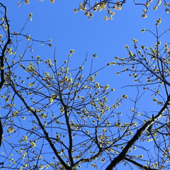 Obraz premium springtime/ flowering tree early spring