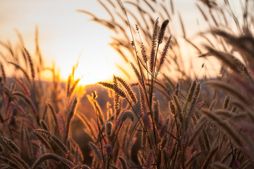 Grass during sunset