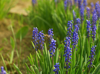 Spring background with flowers of blue Grape hyacinth. Purple blue spikes of muscari flowers in spring.