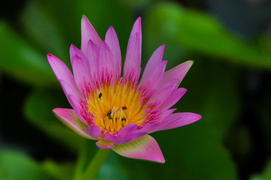 Lotus