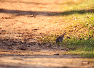 Song Sparrow (Melospiza melodia)