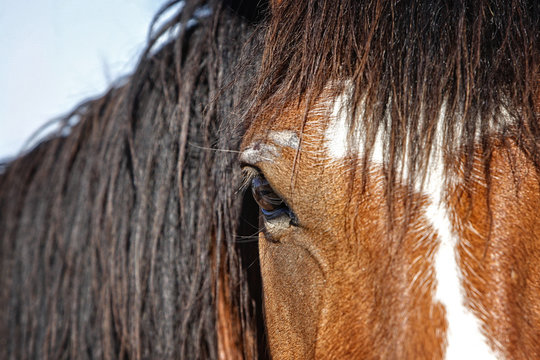 A close up the head, mane, face, and eye of an untamed horse at a western ranching event in the American West.  Shallow depth of field with focus point on the eye.