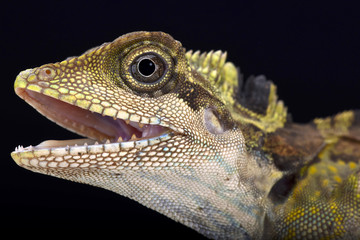 Great angle head lizard (Gonocephalus grandis)