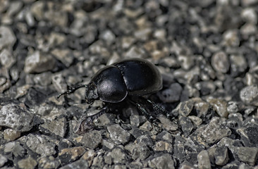 escarabajo paseando