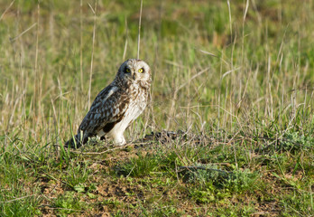 Short-eared owl (Asio flammeus) sitting on the meadow