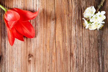 Red tulip blossom on a wooden table