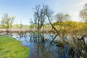 Obraz premium Auenlandschaft, Naturschutzreservat Golaten Bern