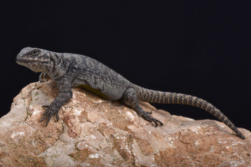Tromen mountain lizard (Phymaturus tromen)