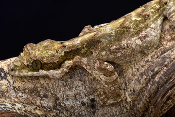 Naklejka premium Giant flying gecko (Ptychozoon lionotum)